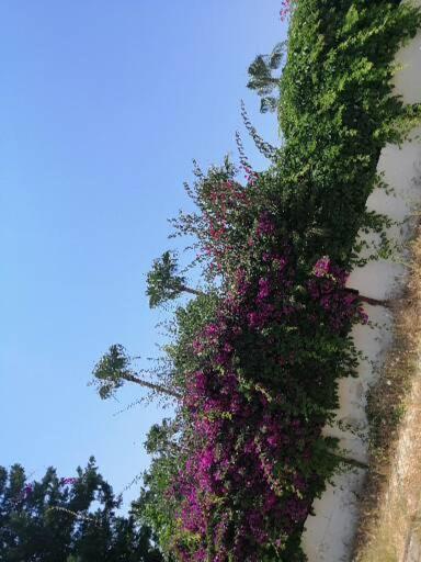Cimtur Tatil Sitesi 3+1 Villa Alanya Luaran gambar